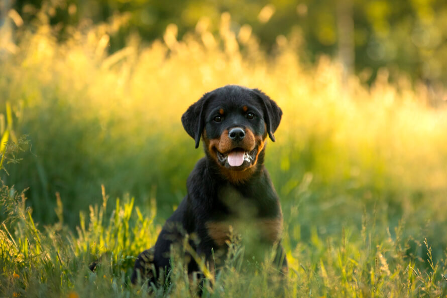 Rottweiler kölyök